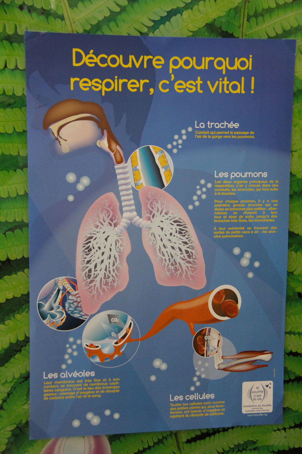 Le système respiratoire amène l’oxygène partout dans le corps © Globe Reporters