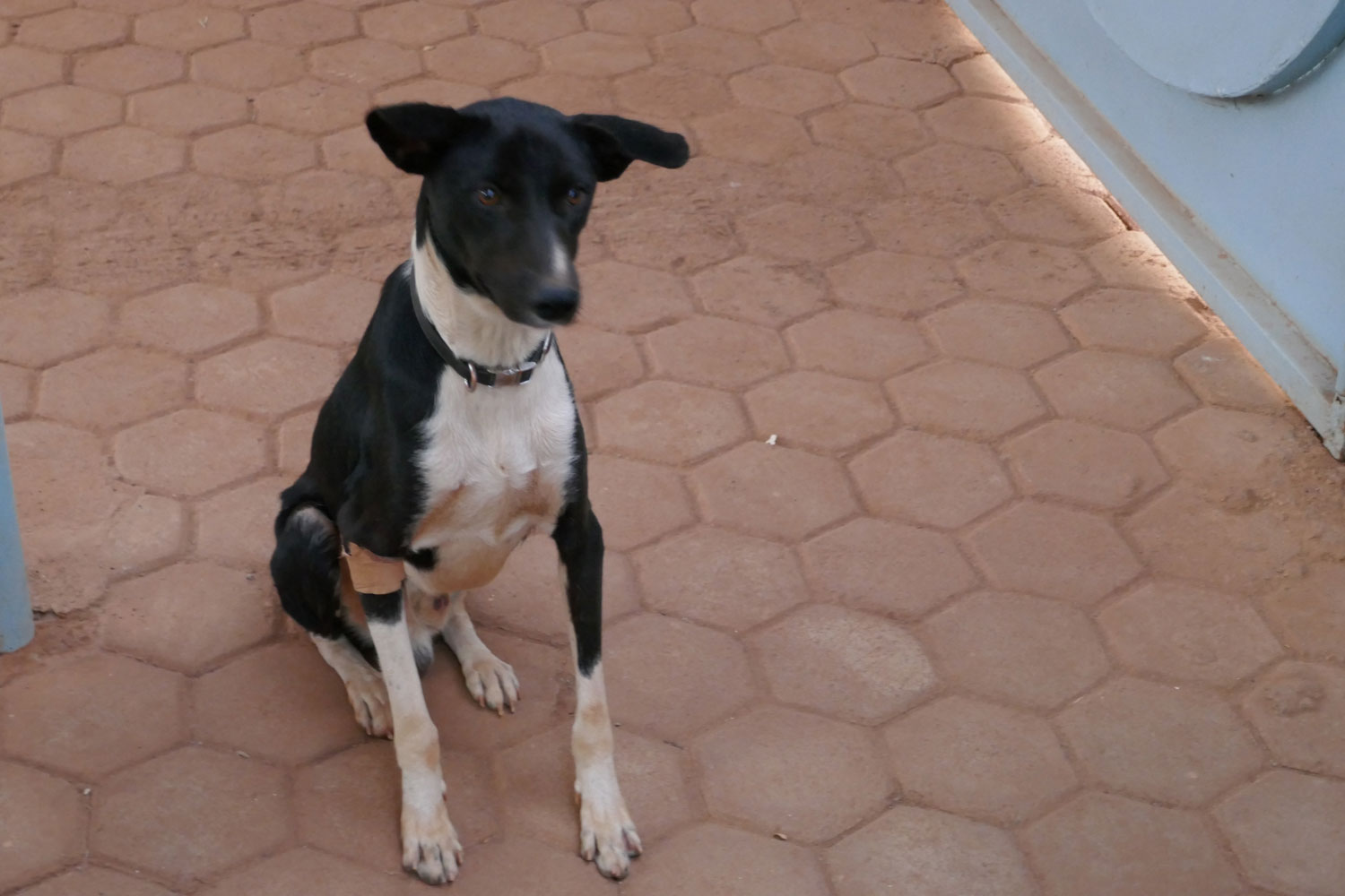 Blacky est le gardien de la maison où l’envoyée spéciale des globe-reporters sera logée. Il est de race azawakh, jeune, dynamique et mangeur des chaussures. Il ne faut pas oublier prendre les sandales devant la porte de la maison ! © Globe Reporters