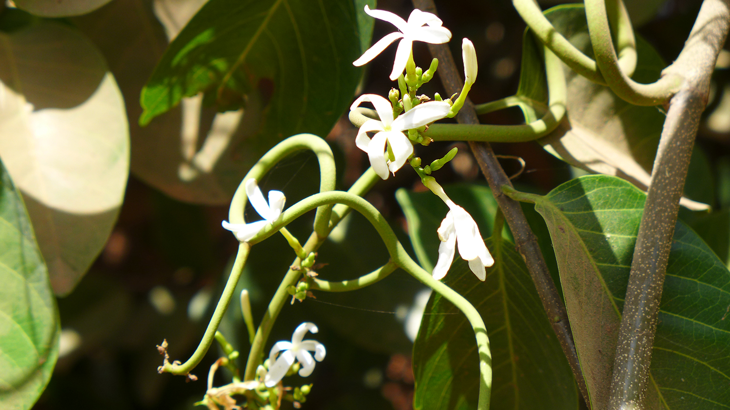 Des fleurs blanches qui naissent dans les lianes. 