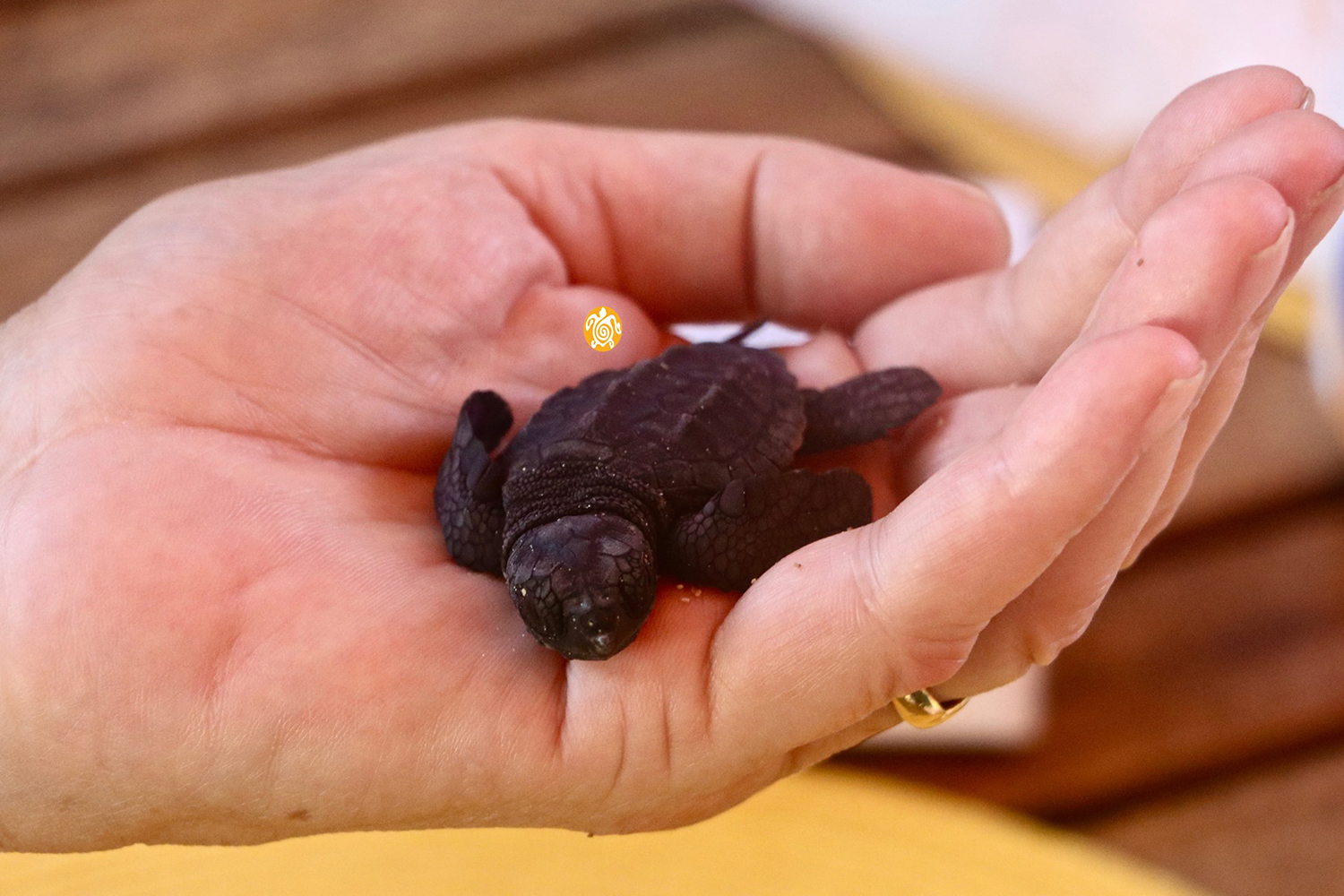 Si oui, c’est que les bébés sont prêts à être relâchés et entamés leur grand voyage dans l’océan ©The Orange House Project