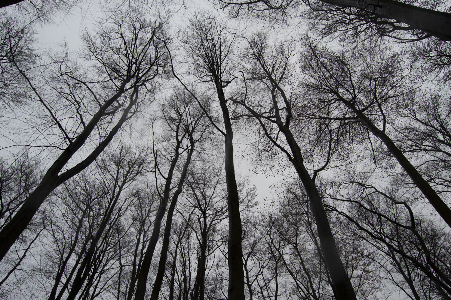 Vue des arbres en contre-plongée © Globe Reporters