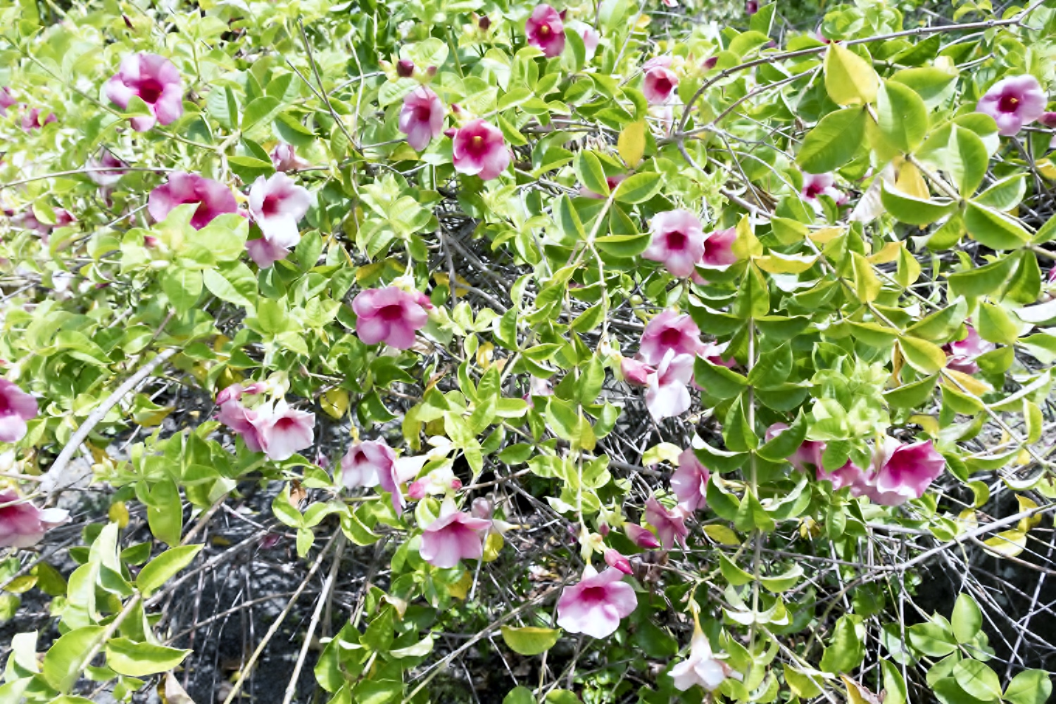 Saviez-vous que les fleurs d’hibiscus contiennent des molécules qui favorisent la solidité des carapaces des tortues ? Si un jardin contient beaucoup de ces fleurs, vous pouvez être certains que les tortues ne sont pas loin !