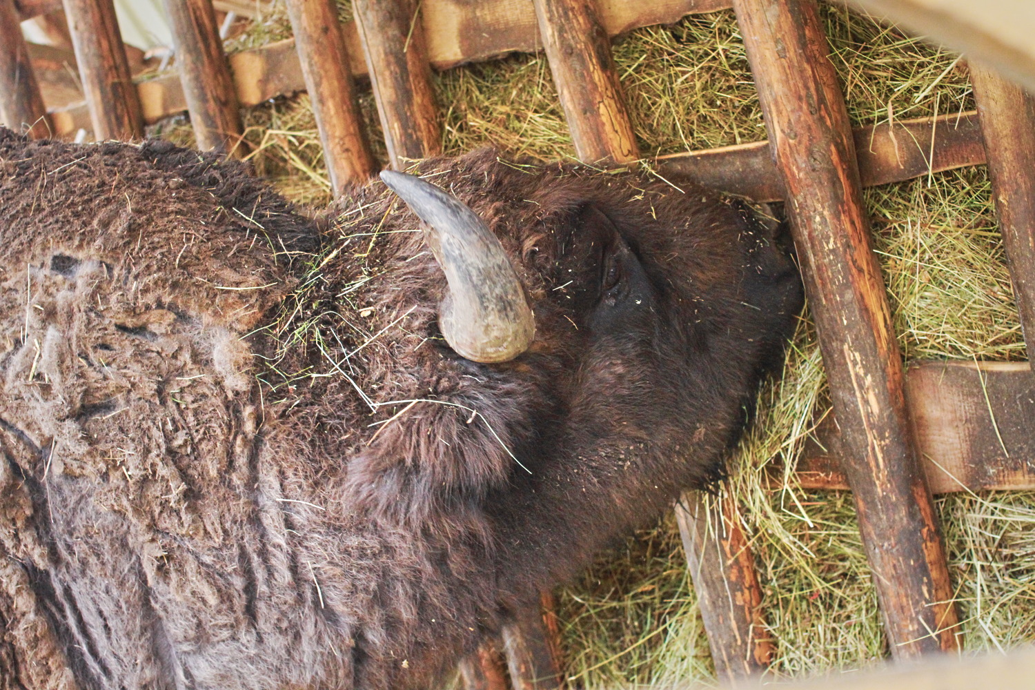 Un bison mâle qui prend son petit-déjeuner © Globe Reporters