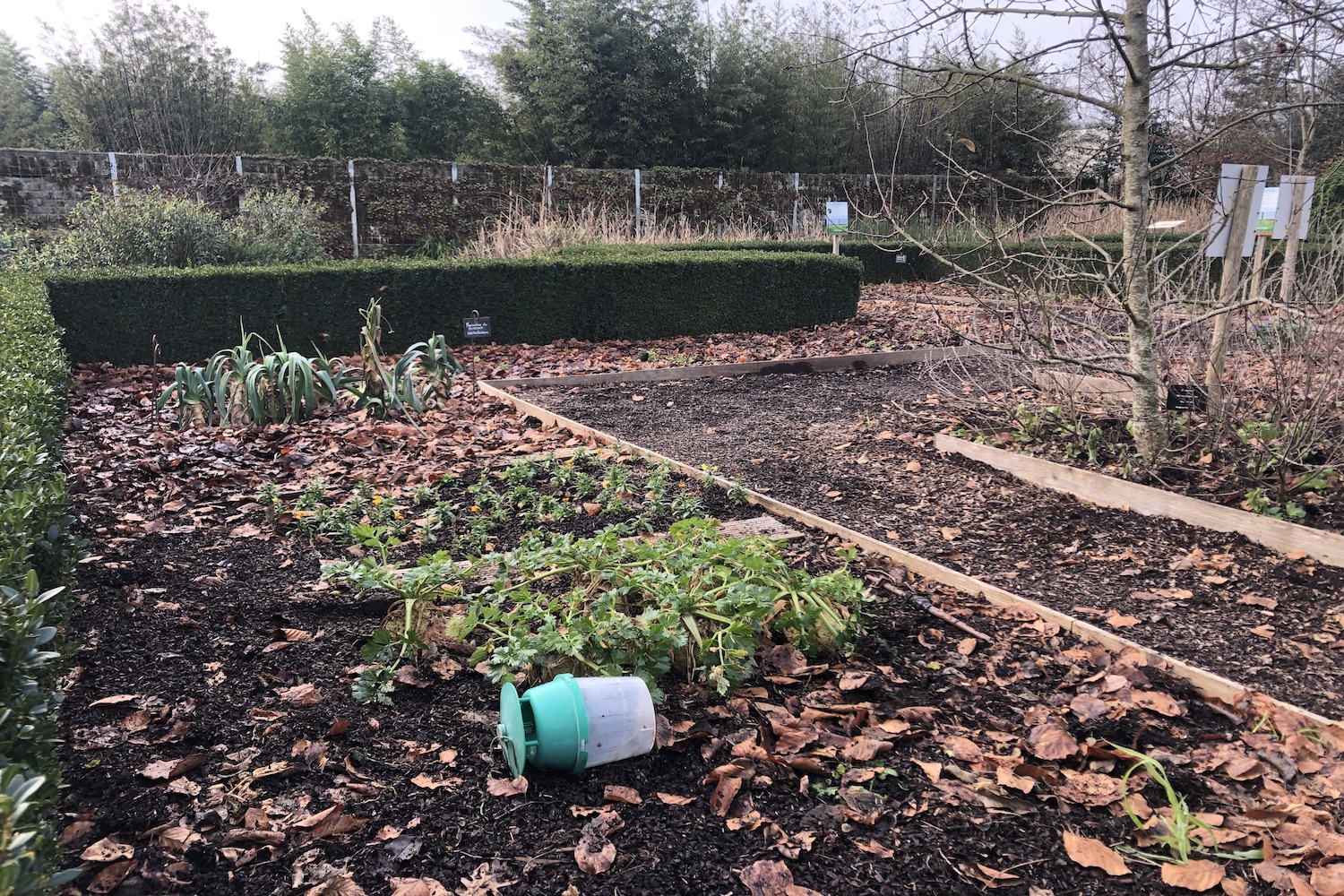 Dans le « jardin malin », des légumes et des fruits poussent pendant la belle saison. En ce mois de janvier, le potager hiberne sous le paillage avec les feuilles mortes © Globe Reporters