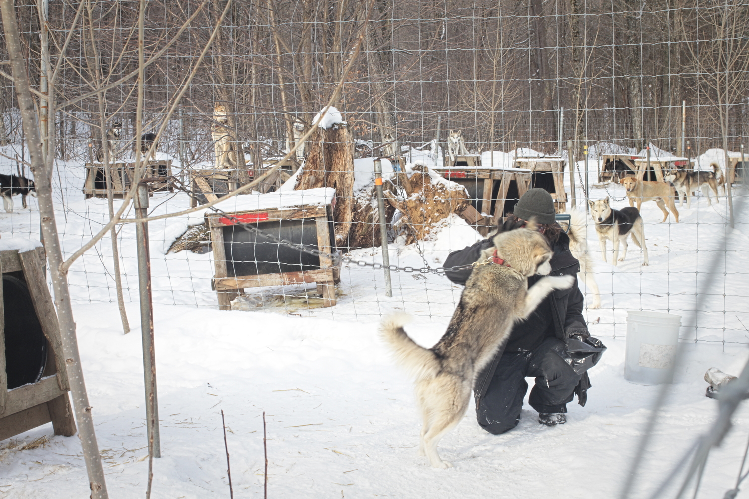 Les chiens sont très joueurs avec les employés d’Aventure Inukshuk.