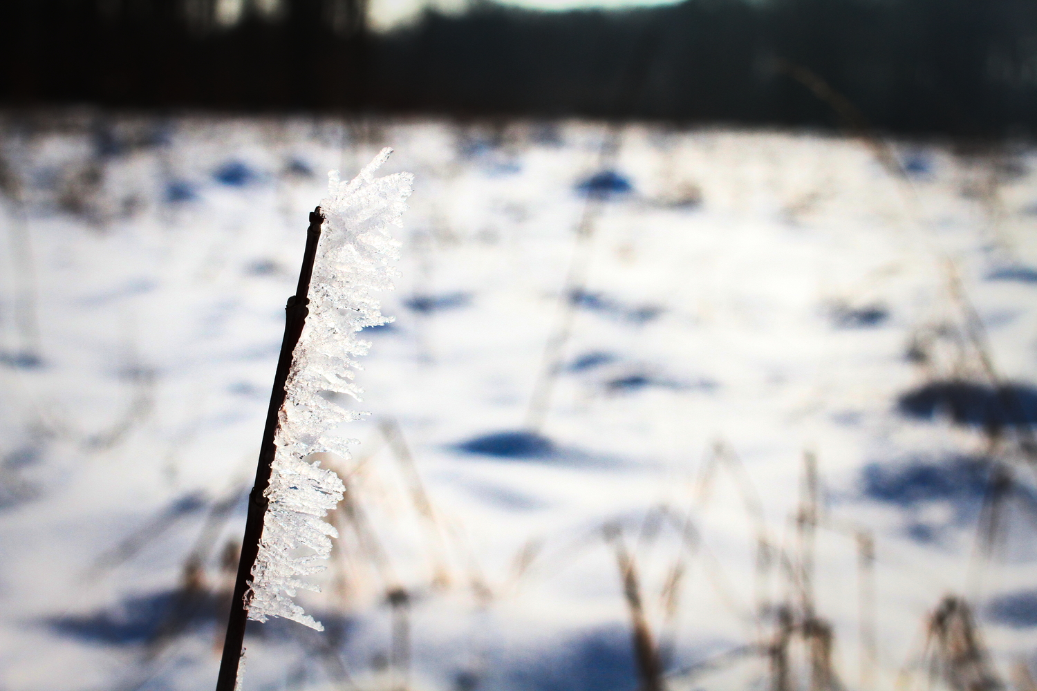 Givre sur un plantule. © Globe Reporters