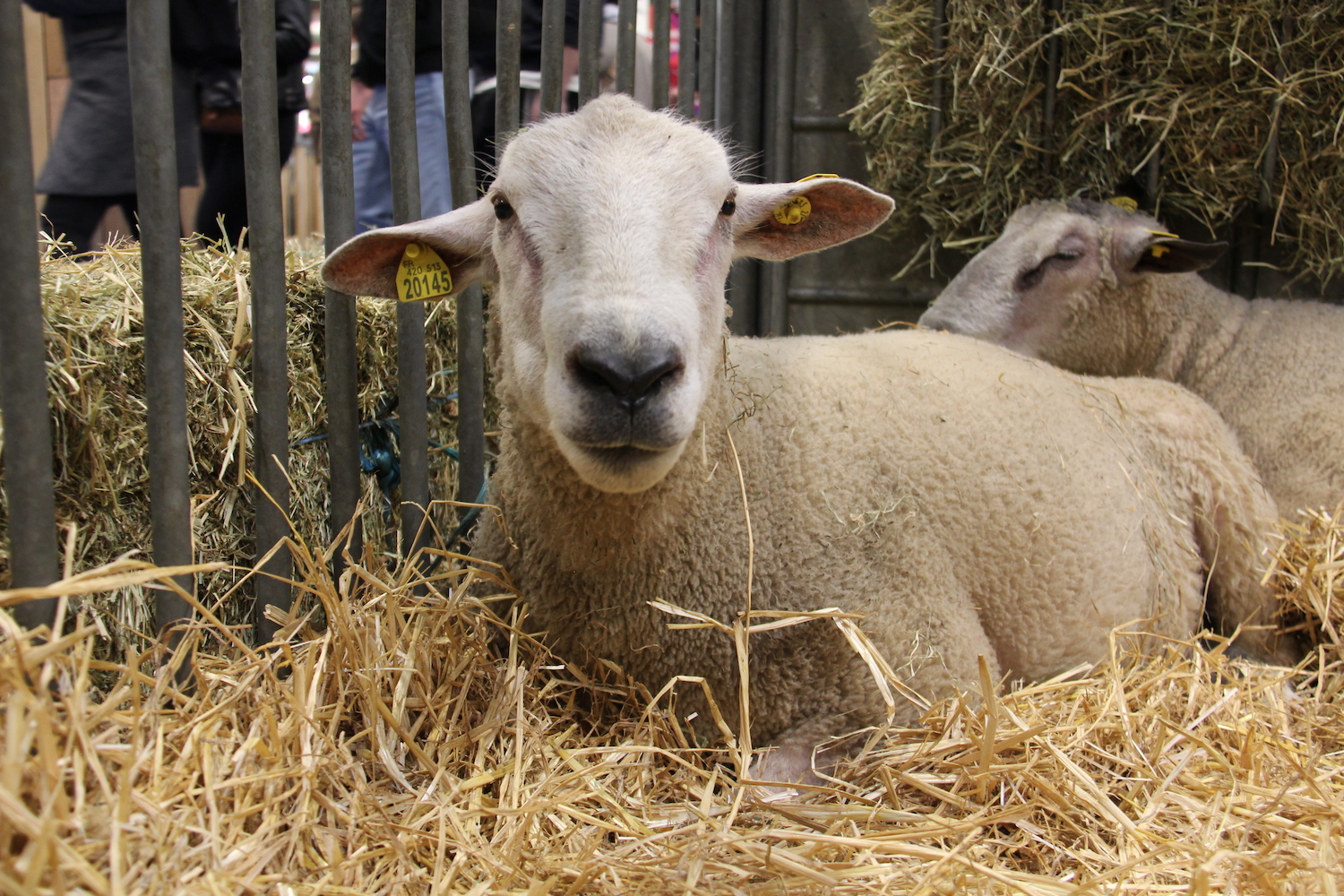 Ce mouton doit bien se demander pourquoi il est si loin de sa campagne © Globe Reporters 