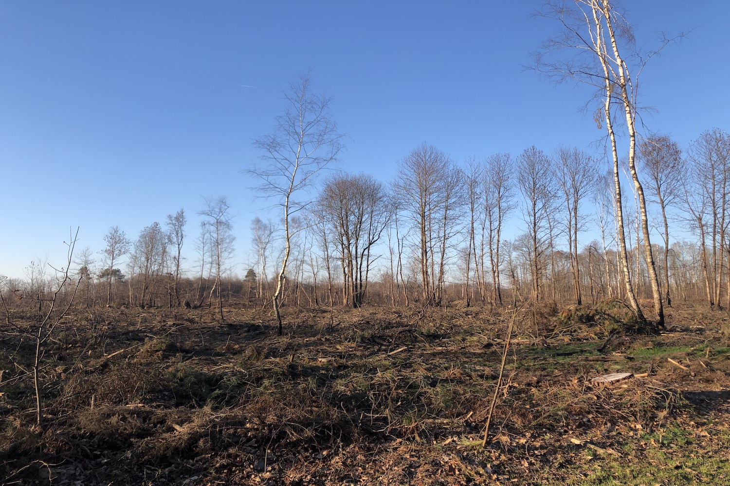 En mars, 300 arbres vont être replantés lors d’une journée citoyenne lancée par la mairie. Si Manuel HUET salue l’action « symbolique », il nuance son impact : « il faudrait replanter 1 200 arbres à l’hectare ». © Globe Reporters