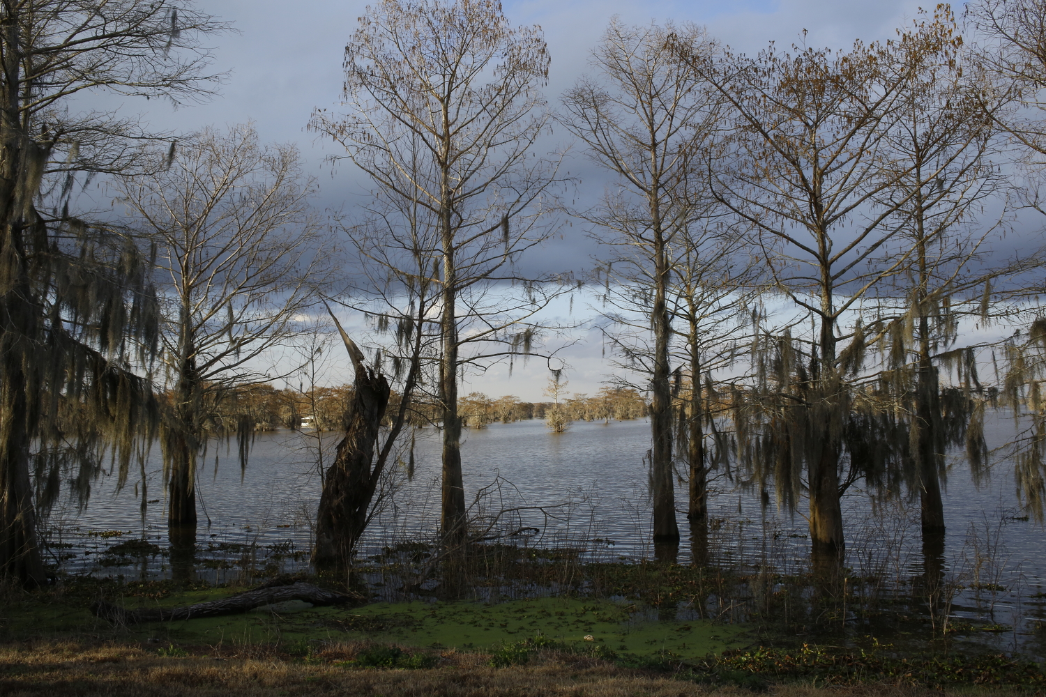 Le bassin de l’Atchafalaya pendant la journée © Globe Reporters