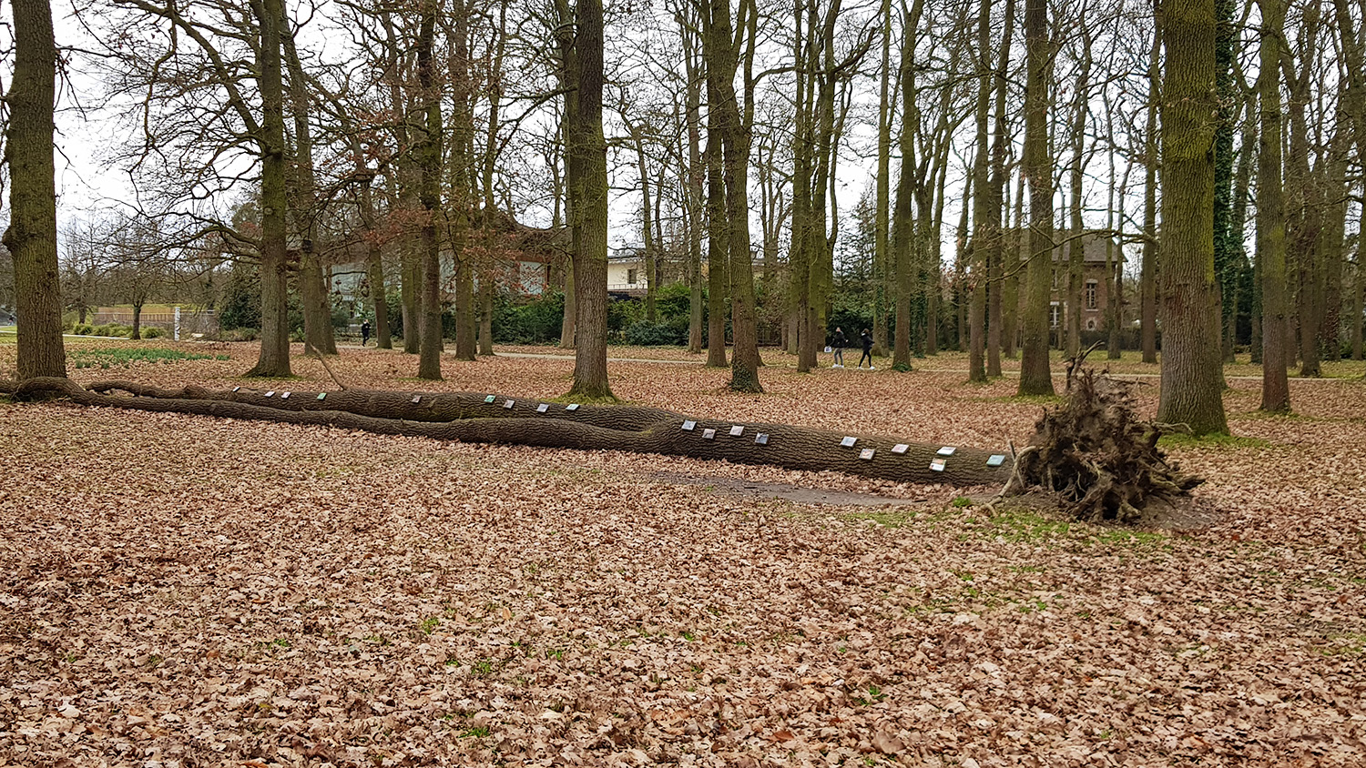 C’est aussi l’occasion de faire des expériences, et de laisser faire la nature. Ici, un arbre a chuté. Mais si dans la plupart des bois, les garde-forestiers sont chargés de les ramasser, il a été décidé de le laisser afin d’observer les écosystèmes qui se créent sur l’arbre mort © Globe Reporters