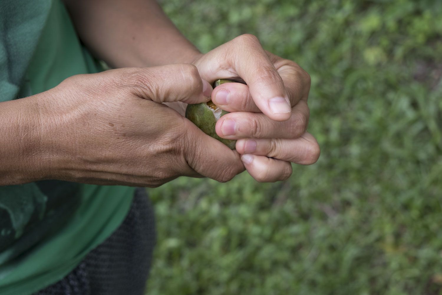 Sur le chemin du retour, Martine attrape un fruit de la passion sauvage. Très proche du fruit de la passion que l’on trouve dans le commerce, il est juste un peu plus acidulé.