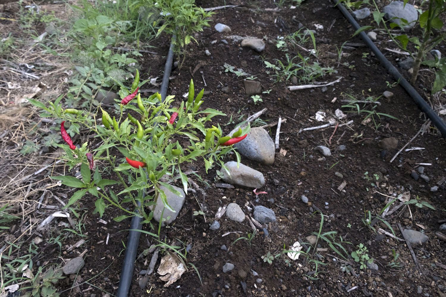 Culture de piments rouges.