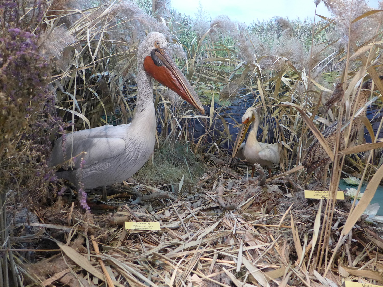 Le pélican frisé, un oiseau emblématique du delta