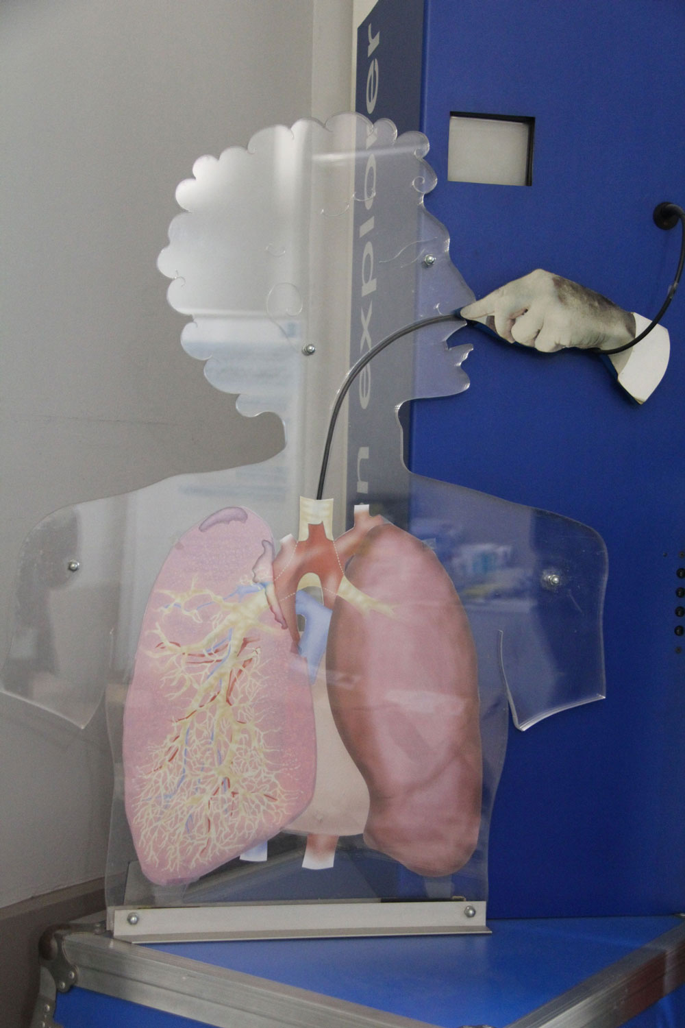 Les poumons occupent une grande place dans notre corps © Globe Reporters