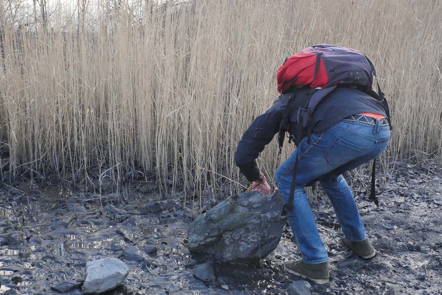 Bruno DEROLEZ tente de trouver des crapauds calamites dans une des zones humides du terril © Globe Reporters