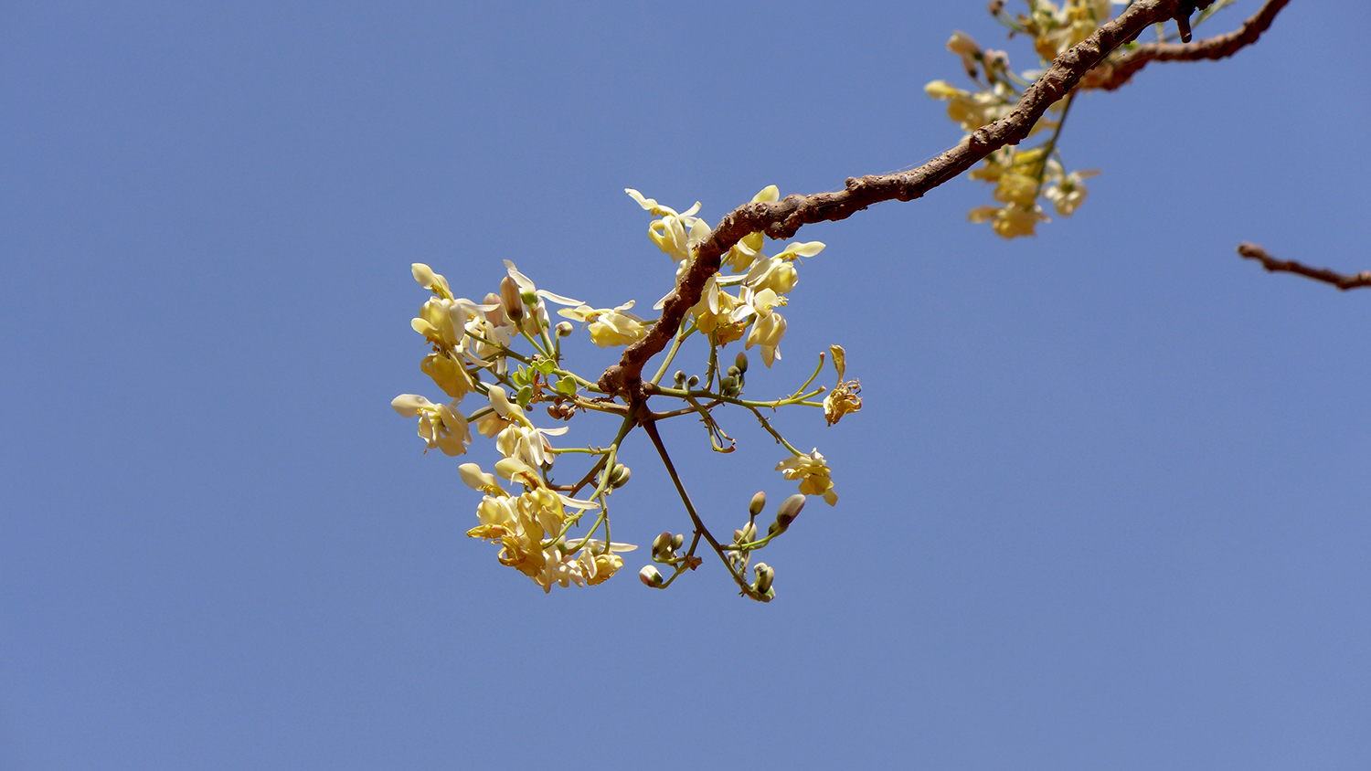 Cette fleur est la moringa aurifère et elle a des propriétés nutritionnelles et médicinales.