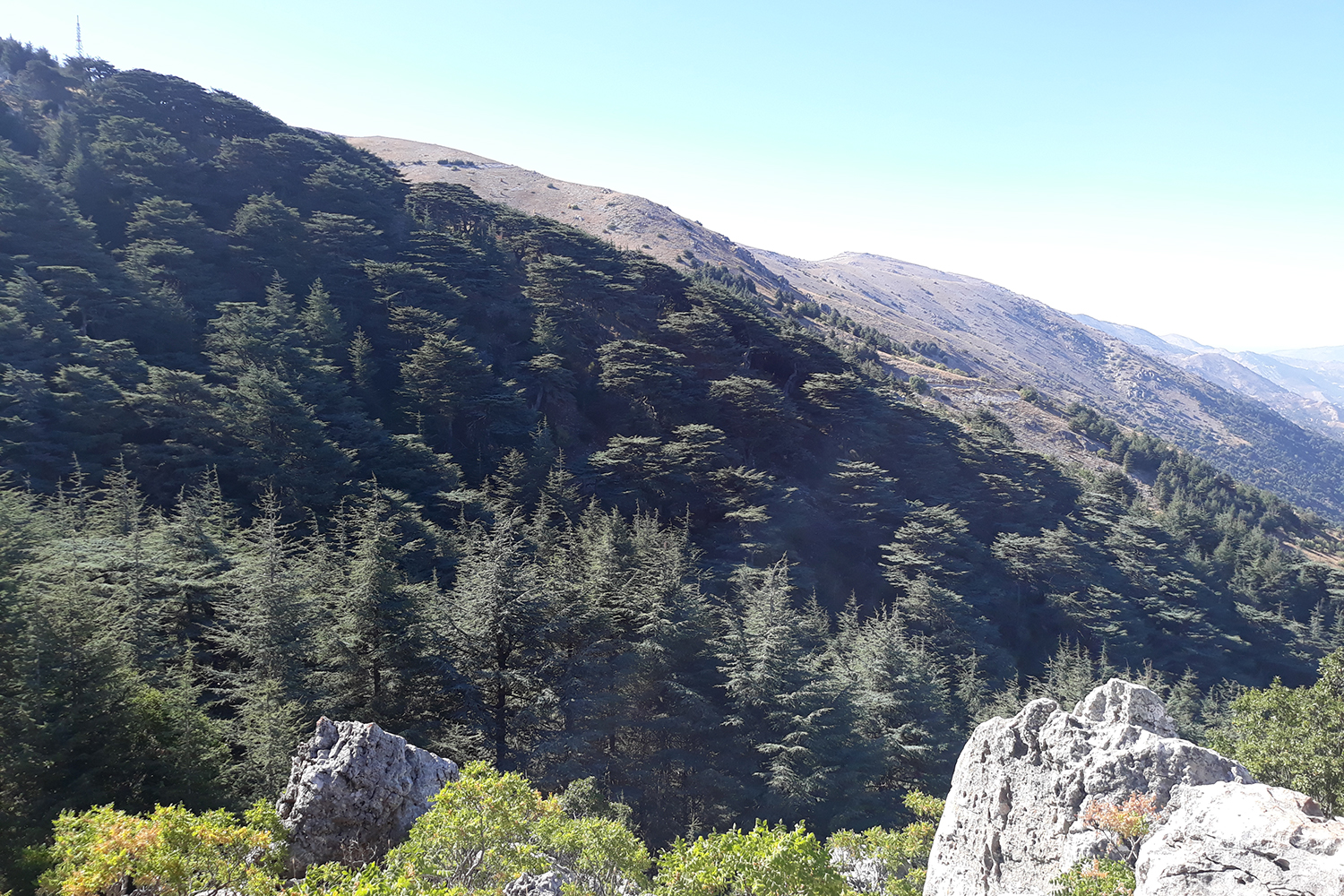 Vue de la forêt ©Shouf Biosphere Reserve