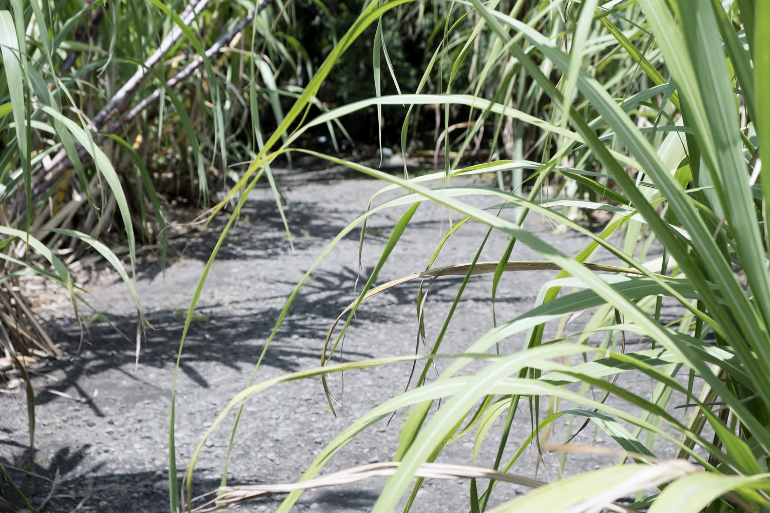 Dans le jardin botanique, on ne peut pas passer à côté des plants de cannes à sucre, la culture emblématique de l’île !