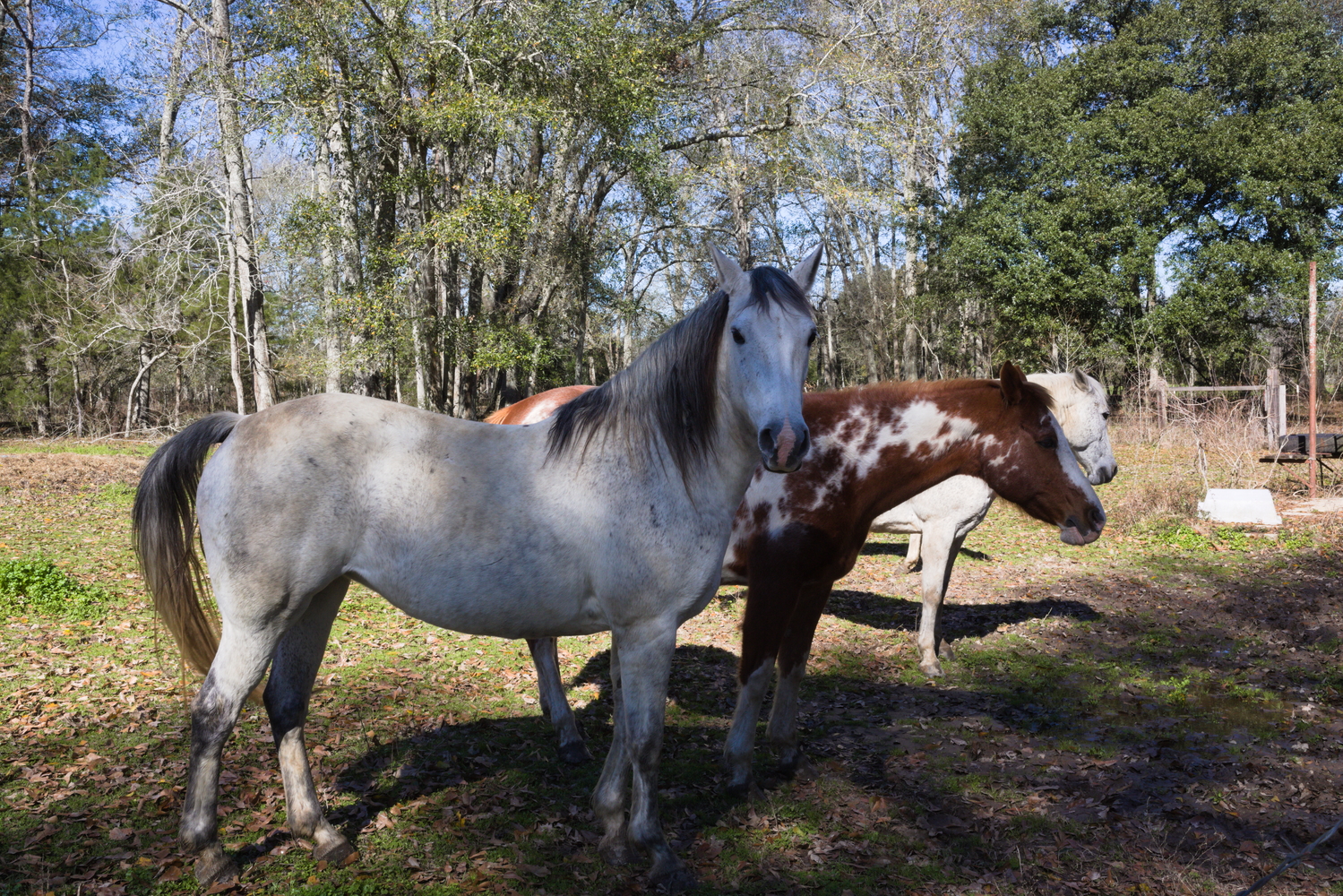 Les chevaux de Bobby © Globe Reporters