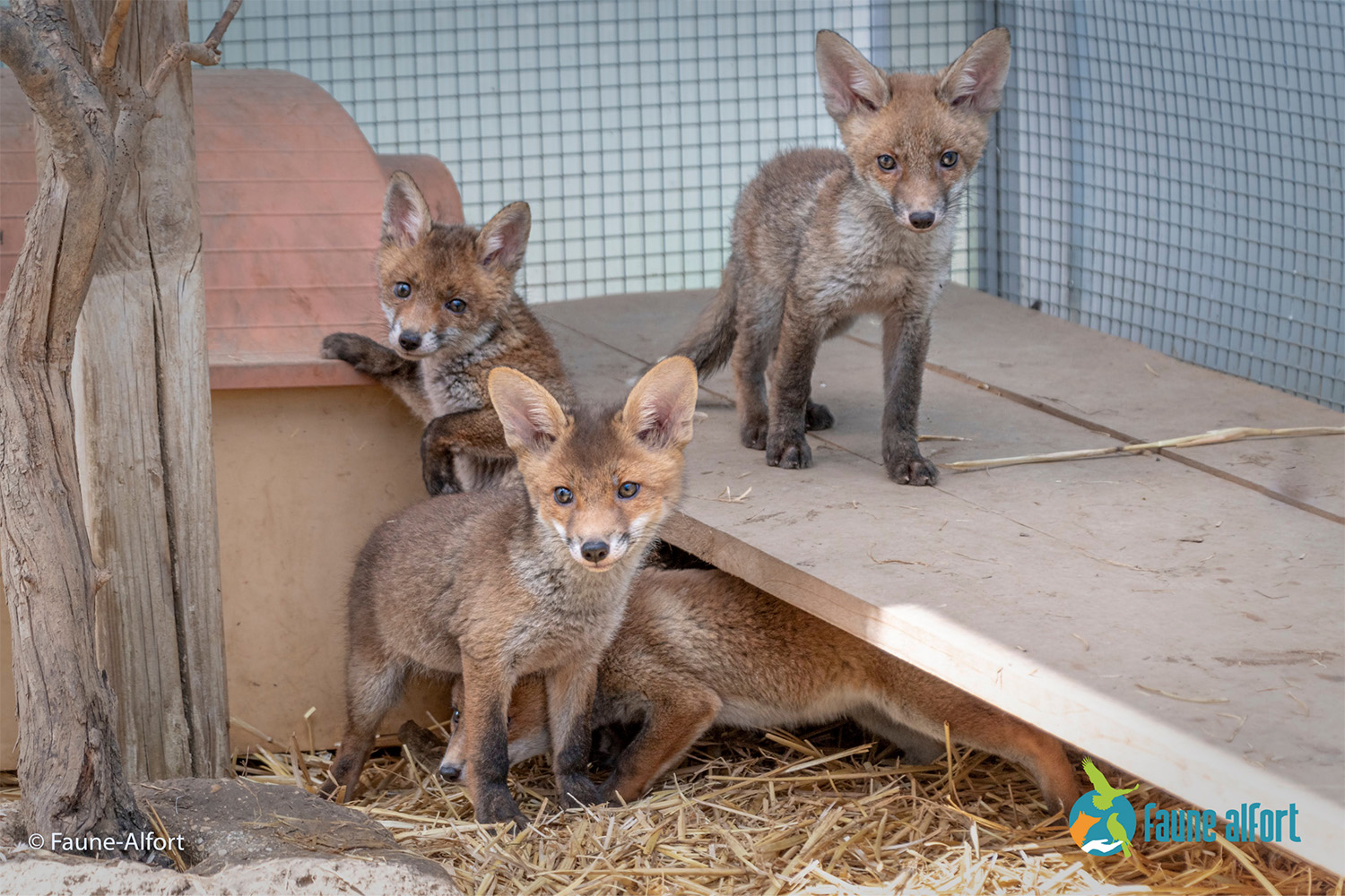 Puisque notre journaliste n’a pas obtenu l’autorisation pour prendre quelques photos au sein de la clinique, Faune Alfort a accepté de lui parvenir quelques photos d’animaux pris en charge. Ici, des renardeaux roux, au sein du centre de réhabilitation, avant leur retour dans la nature © Faune Alfort