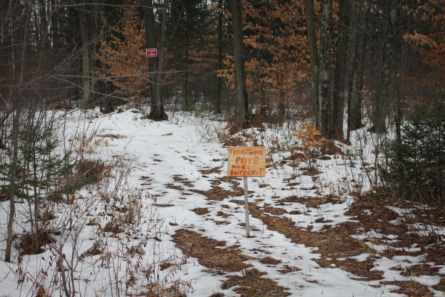 La forêt du territoire abénaki.