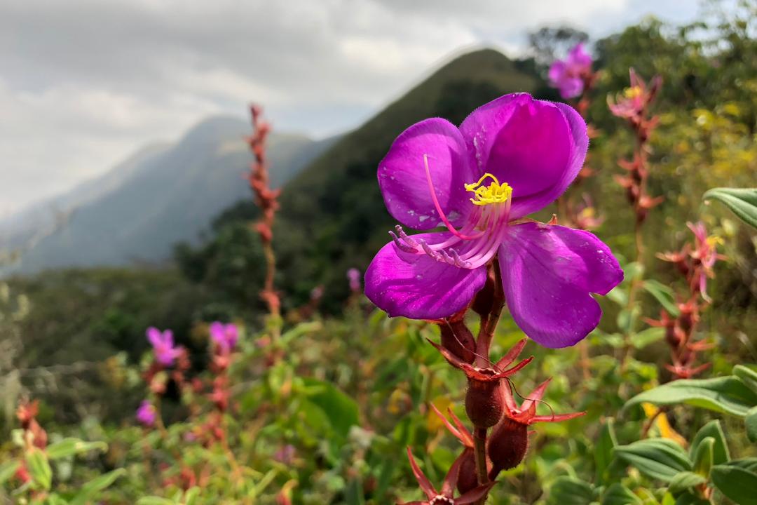 Flore d’altitude. 