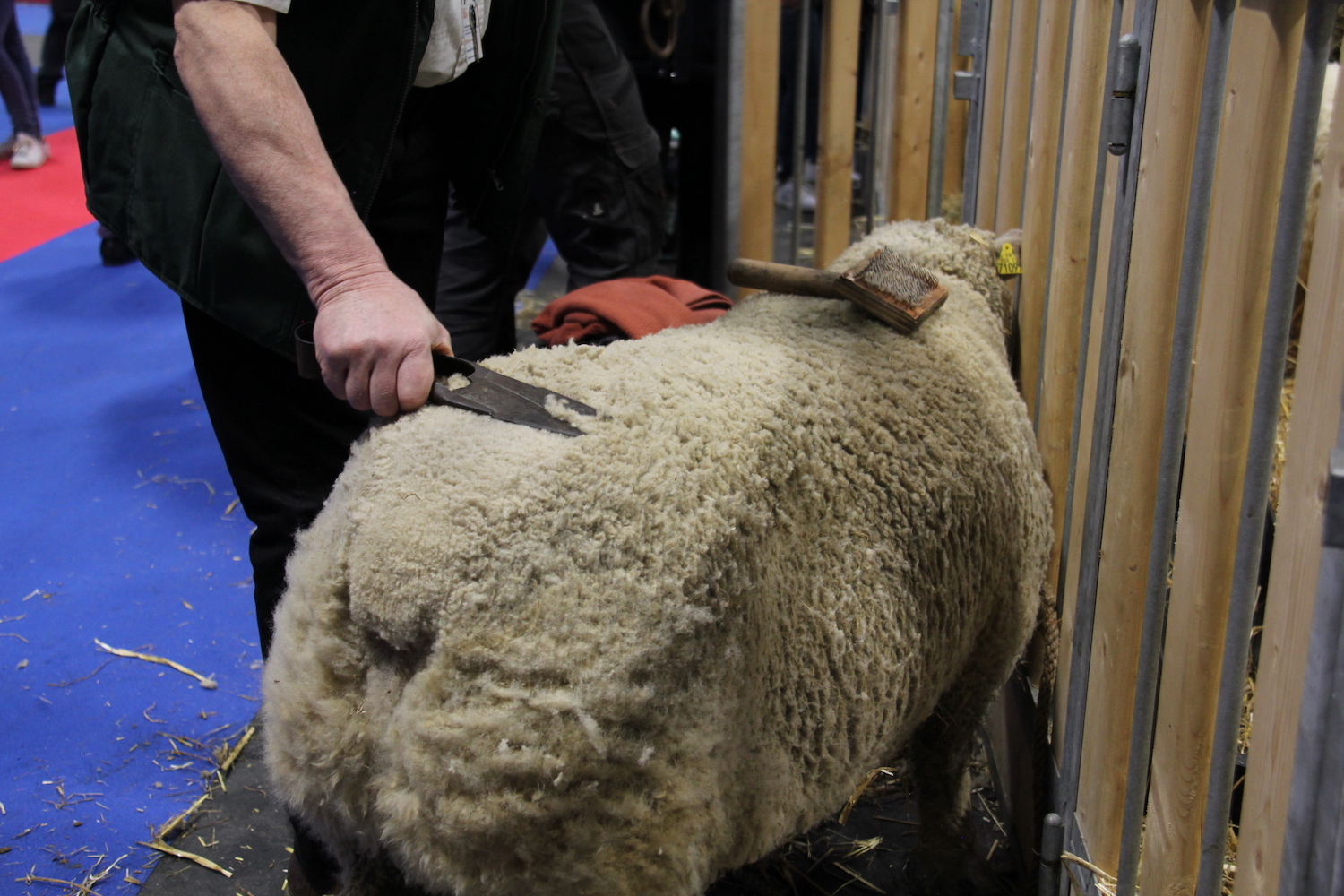 L’éleveur prépare son mouton pour le concours, c’est aussi une petite leçon pour les nombreux enfants autour qui ne savent pas toujours d’où vient la laine © Globe Reporters