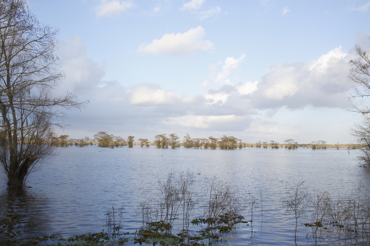 Le bassin de l’Atchafalaya pendant la journée © Globe Reporters