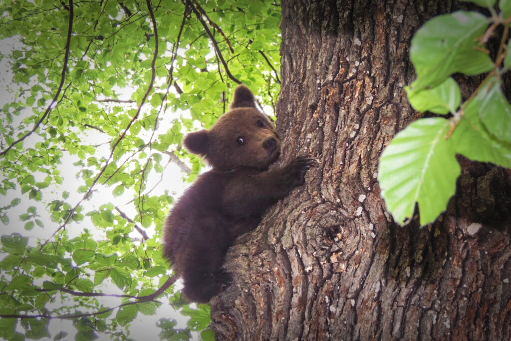 Le 50e ourson soigné après avoir été trouvé abandonné en avril 2022 © Page Facebook de Vets4Wild