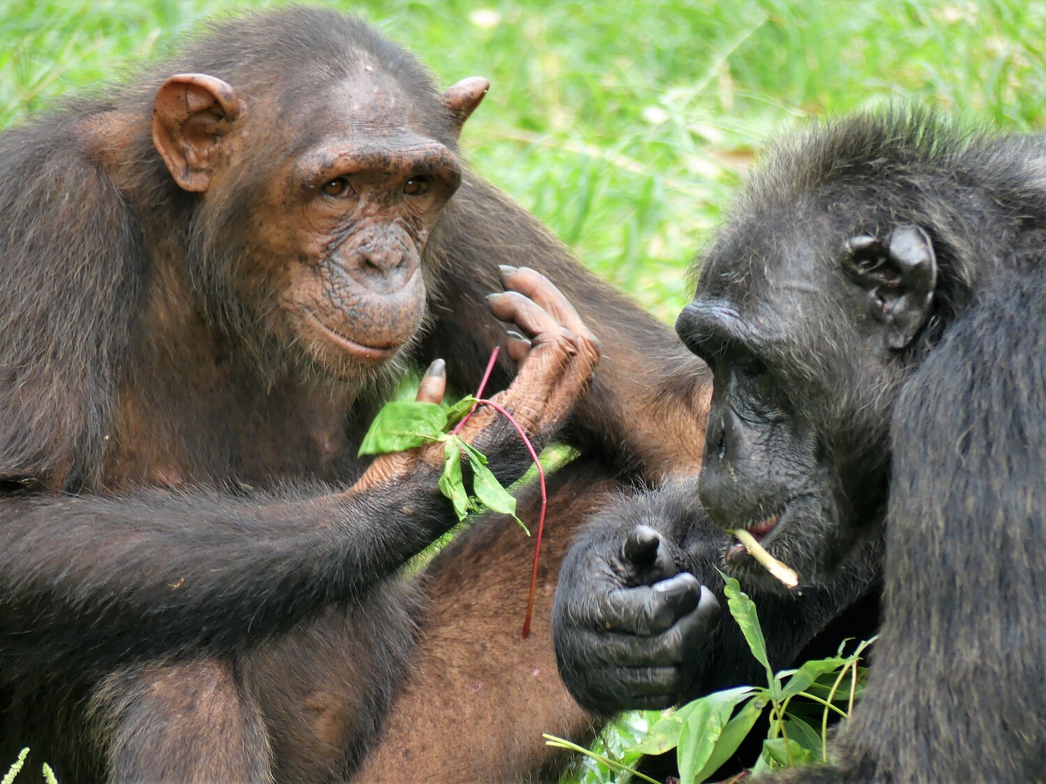 Les animaux sont classés en fonction de leur niveau de danger © Limbé Wildlife Center