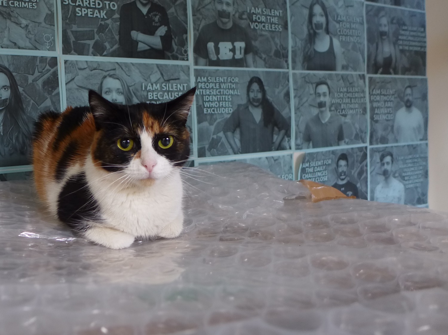 Il y a énormément de chats dans les locaux d’Accept !