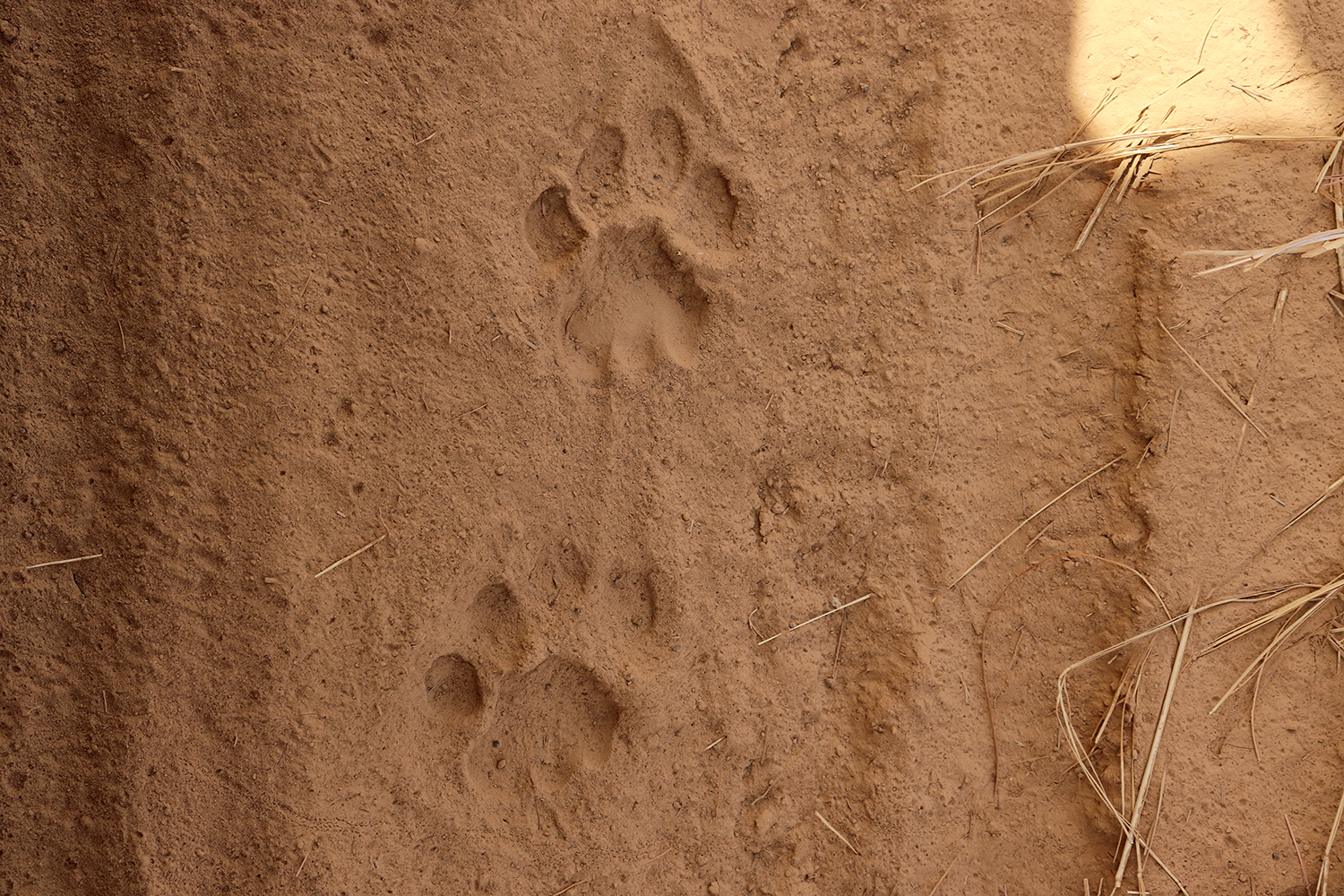 Enfin, des empreintes de lions ! Il faut maintenant les suivre pour espérer voir les rois de la jungle. 