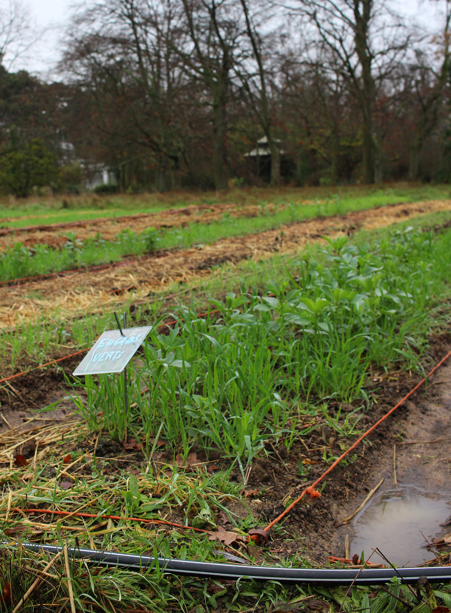 Devant la maison, on retrouve toutes les planches de légumes. Bien que nous soyons en pleine « saison morte », des engrais verts sont cultivés pour rendre la terre plus fertile © Globe Reporters