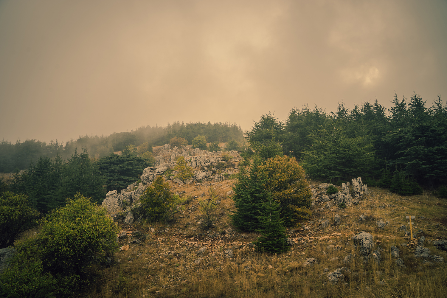 Vue de la forêt ©Shouf Biosphere Reserve