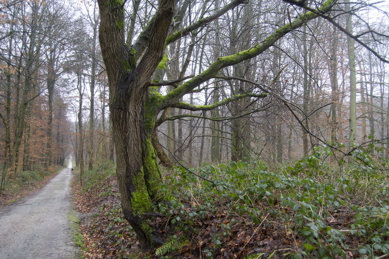 Un long sentier de promenade © Globe Reporters 