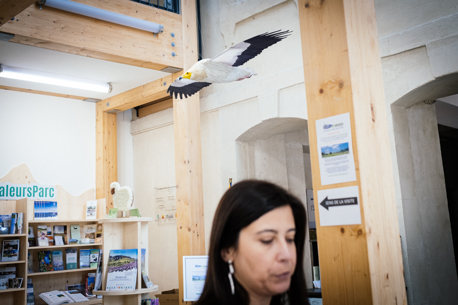 Le Parc naturel régional des Alpilles a la particularité d’accueillir de très nombreuses espèces d’oiseaux. Dans la maison du parc, une reproduction d’un vautour percnoptère, très rare en France, mais qu’on peut observer dans les Alpilles, est accroché au plafond © Globe Reporters