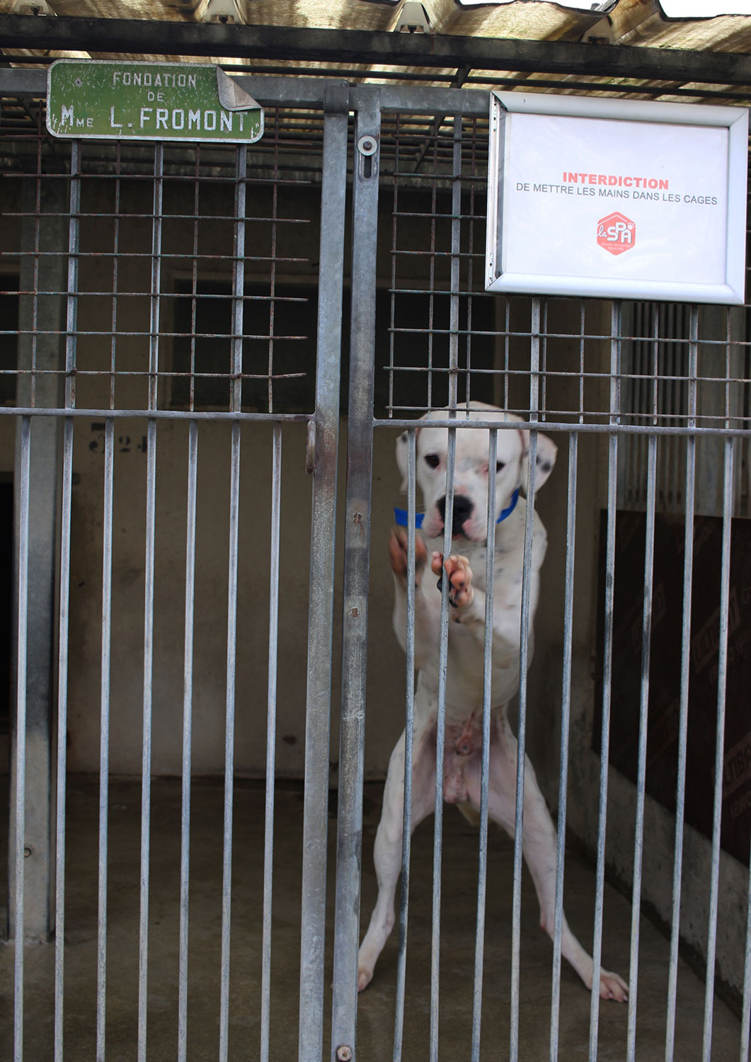 Carole conseille toutefois à Chloé de ne pas s’attarder trop longtemps devant les cages pour ne pas irriter les chiens qui se trouvent dans les cages © Globe Reporters