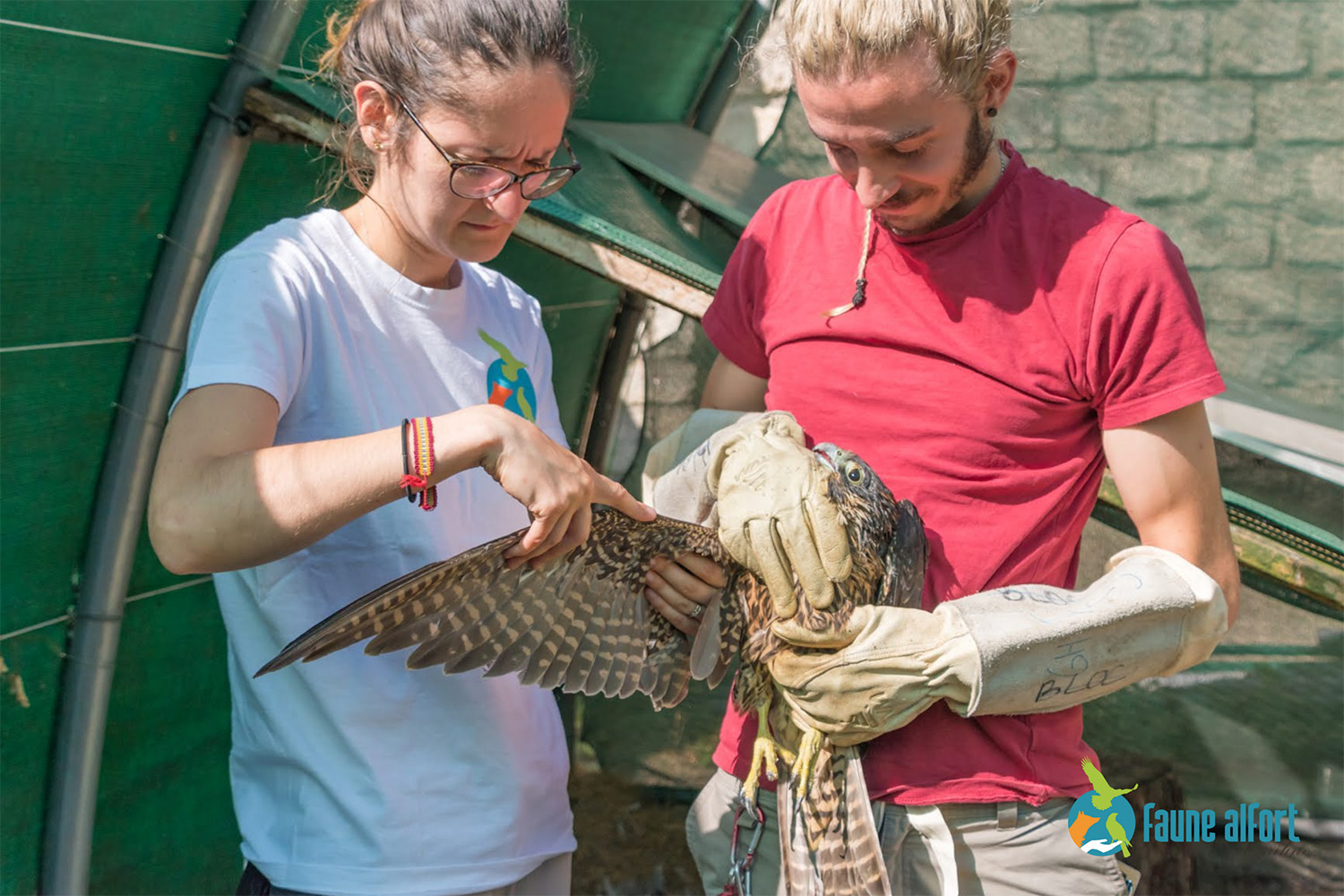 Là, Cécile, la vétérinaire, et Pierrick, soigneur, sont en train de procéder à un examen clinique d’un faucon pèlerin © Faune Alfort