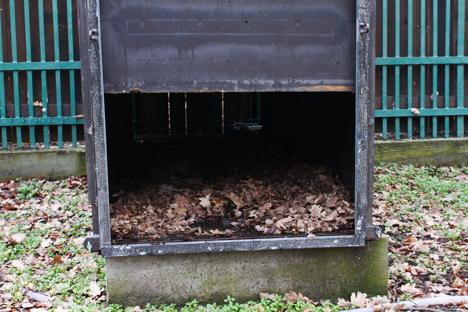 L’intérieur de la cage qui sert à capturer les lynx dans les forêts. © Globe Reporters