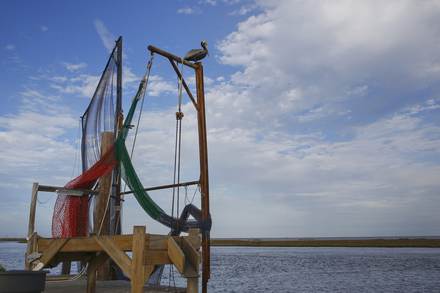 Un pélican brun au bout des terres de la tribu, aujourd’hui marais et zone de pêches. Toute cette zone était de la terre avant la montée de l’eau salée © Globe Reporters 