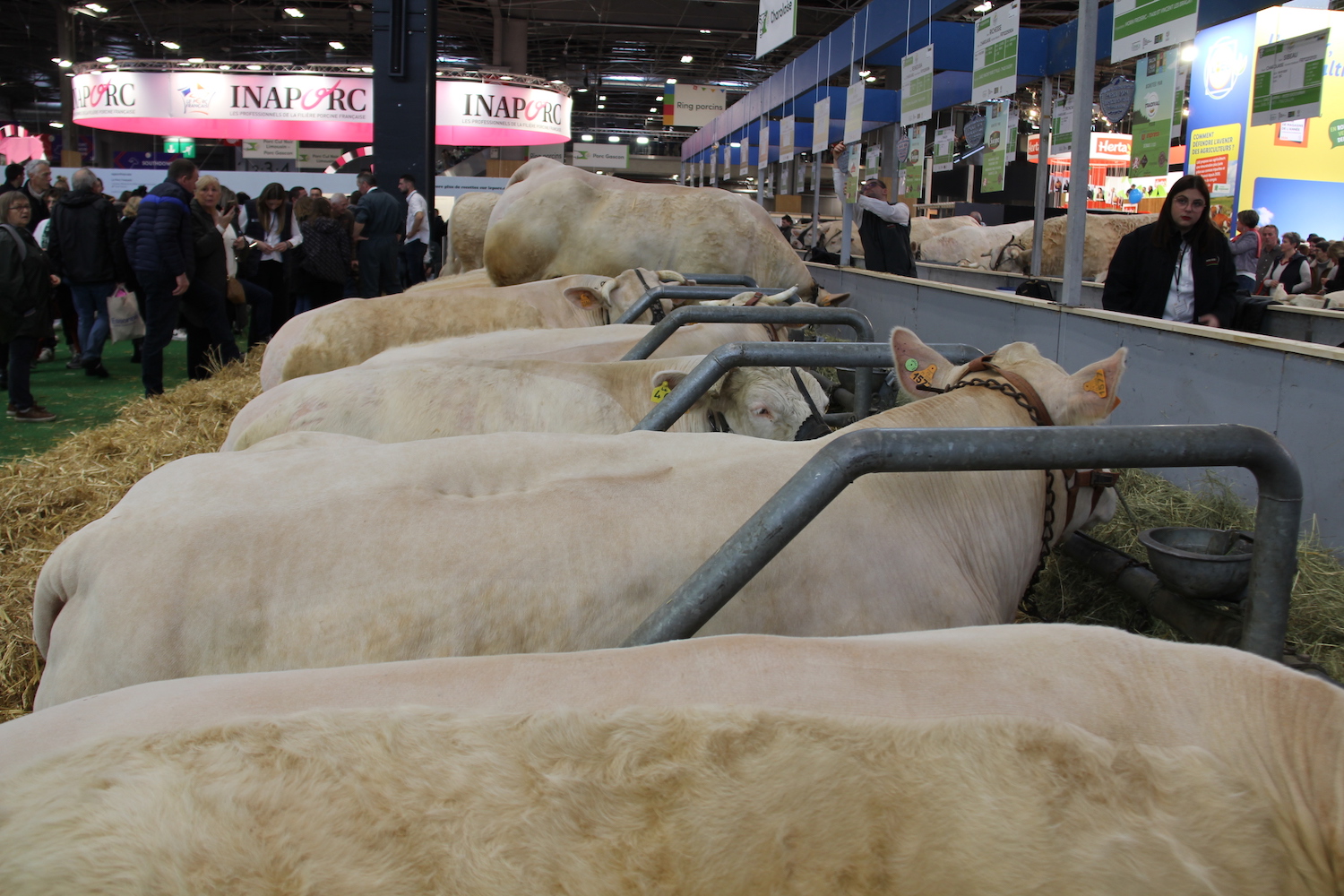 4 000 animaux sont présentés au salon de l’agriculture © Globe Reporters