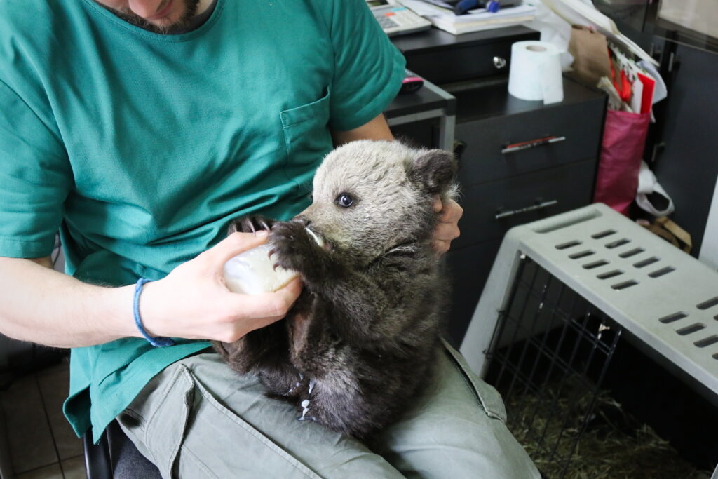 Le 50e ourson soigné. Il est nourri au biberon par un collègue de Borka-Vitalis en avril 2022. © Page Facebook de Vets4Wild