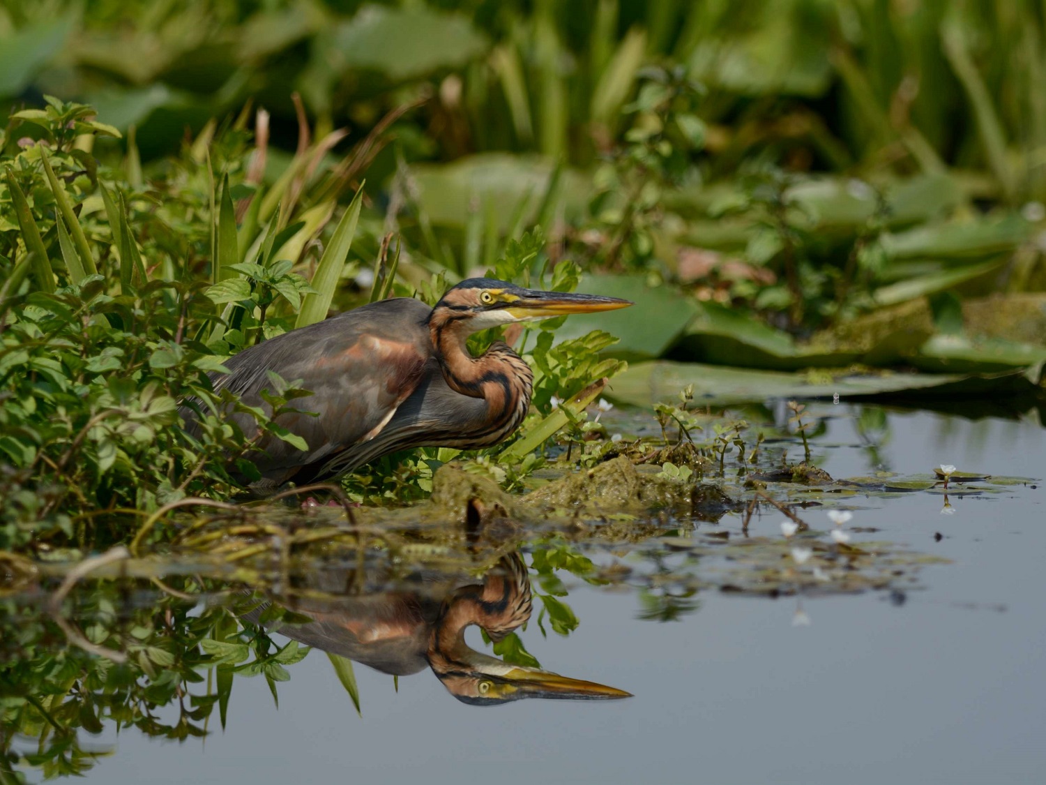 Héron pourpre à la pêche (photo : Petre Vasiliu)