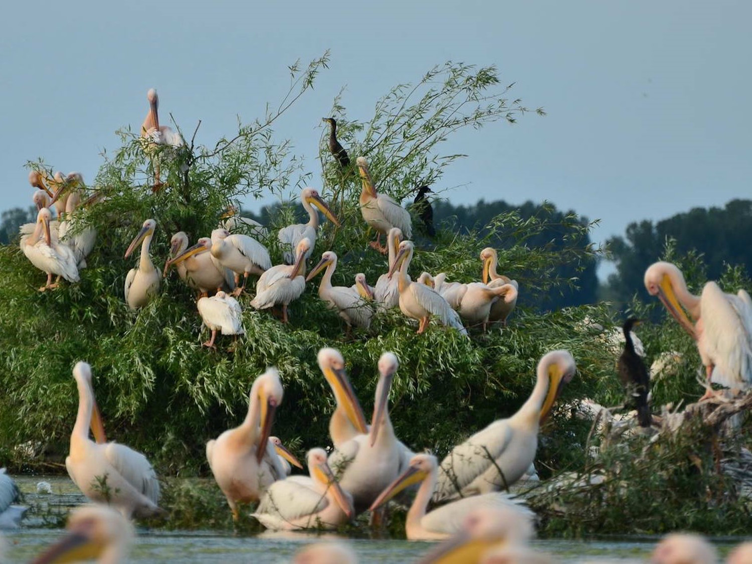 Des pélicans, oiseaux emblématiques du Delta (photo : Cristian Miteltu)