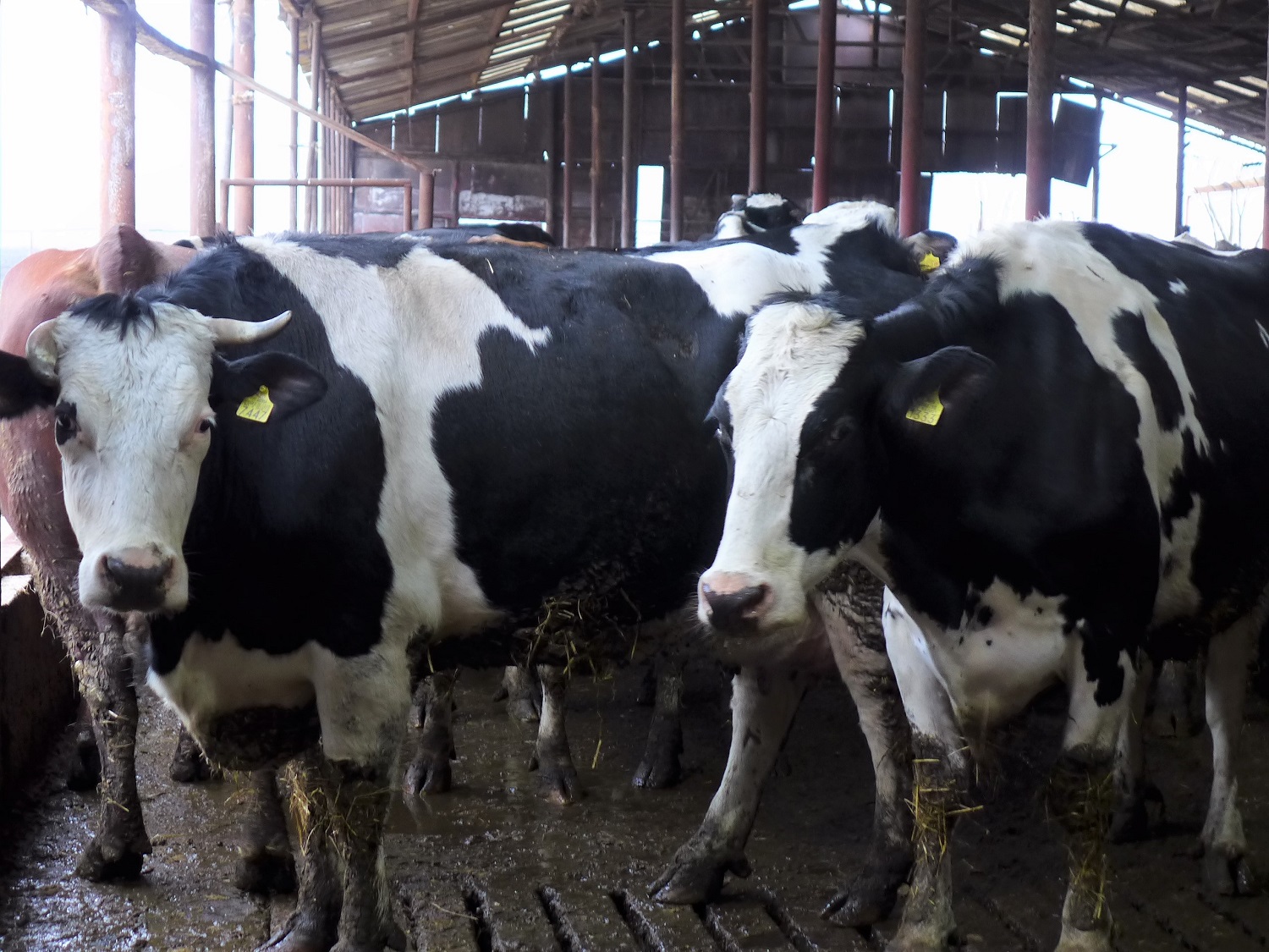 La salle d’attente des vaches, avant la traite.