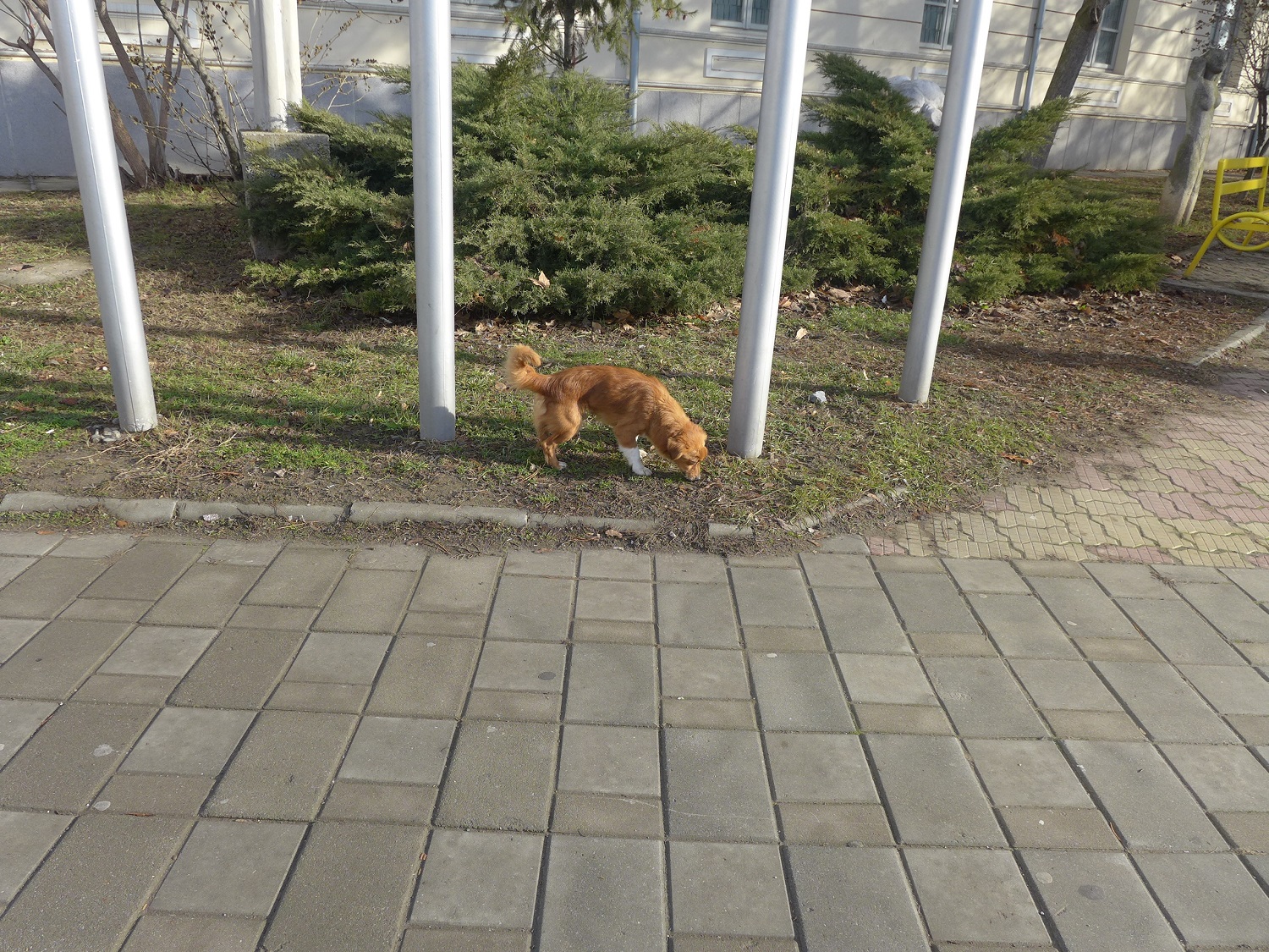 Petit chien errant, dans les rues de Tulcea 