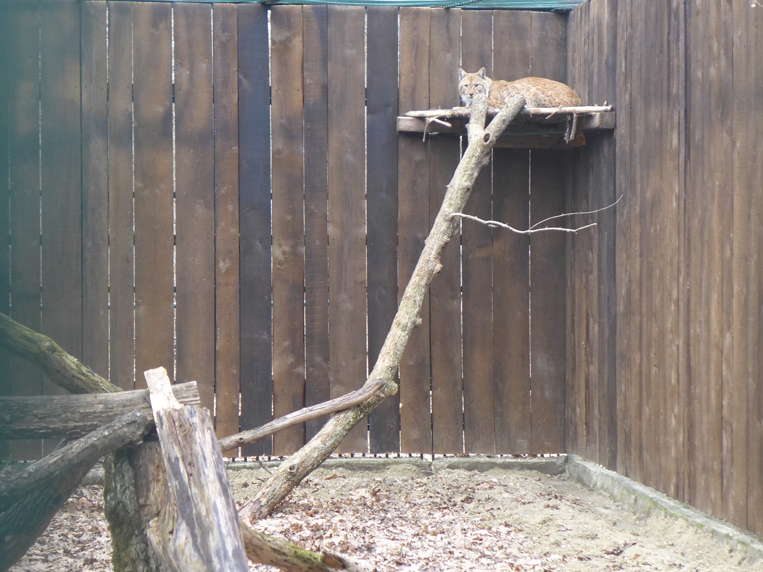 Ce lynx a été capturé mi-février, dans les Carpates. L’ACDB participe à un projet qui s’appelle LIFE lynx. Ils doivent capturer 7 lynx roumains, entre 2017 et 2024, pour les envoyer dans les Alpes dinariques (dans les Balkans), là où les lynx sont menacés d’extinction.