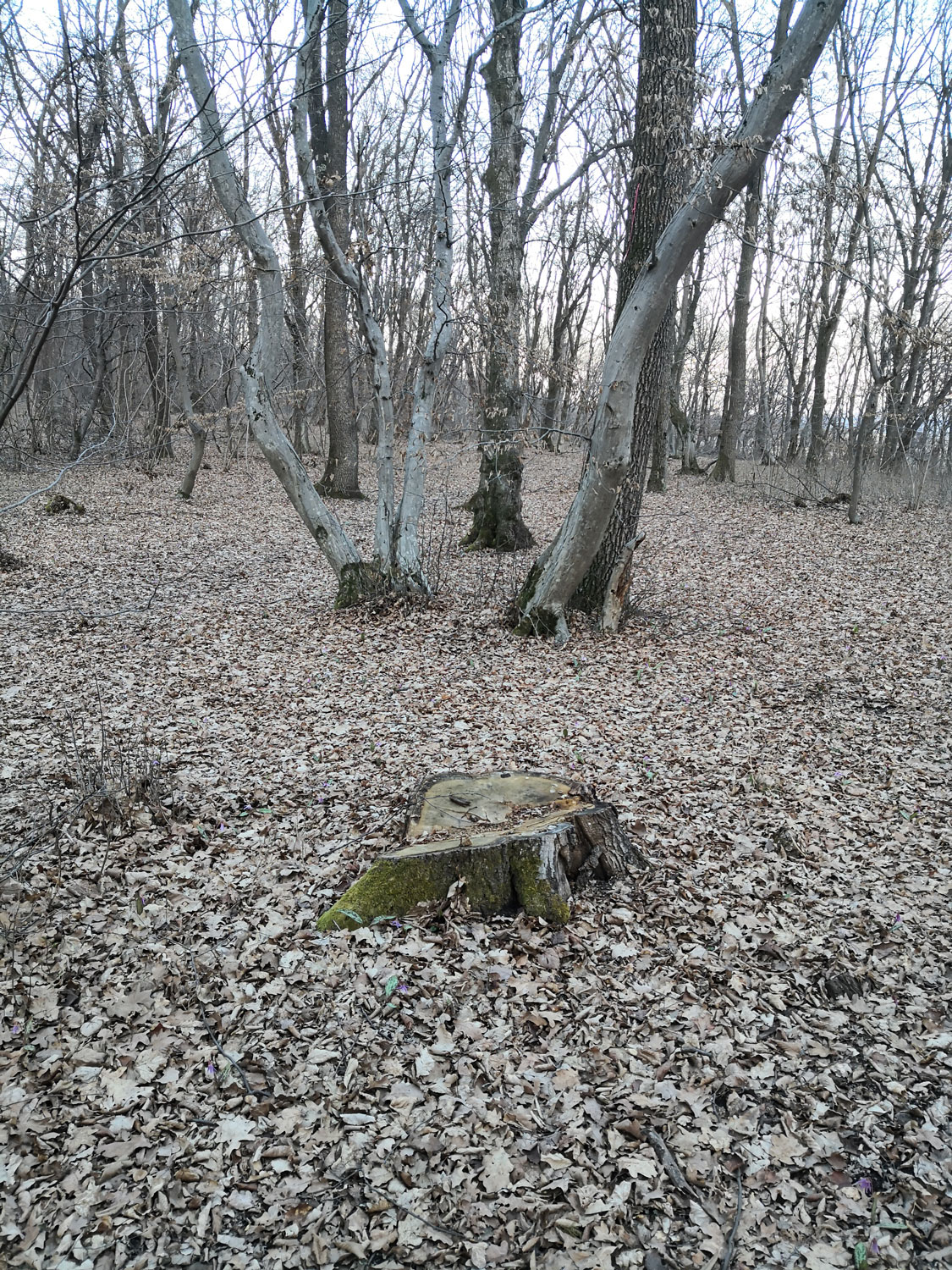 La forêt n’échappe pas aux coupes, légales, mais aussi illégales. « Mais il y a désormais plus de contrôles », estime Alexandru © Globe Reporters