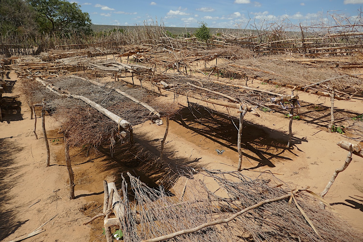 Les légumes du jardin des femmes de Matanguy sont protégés du soleil © Globe Reporters