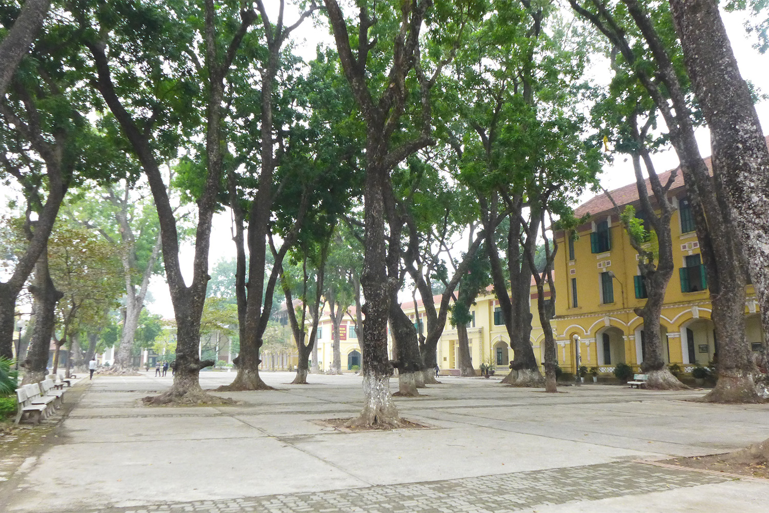 Ces arbres sont impressionnants, non ?